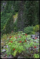 Shrub with berries and conifer forest. Mount Rainier National Park ( color)