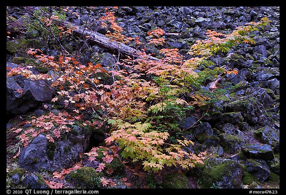 Shrubs in autumn color growing on talus slope. Mount Rainier National Park, Washington, USA.