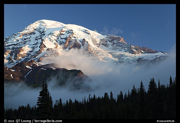 Mt Rainier, above fog and treeline at sunrise. Mount Rainier National Park (color)