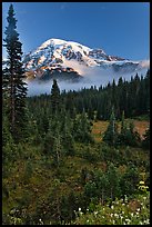 Conifer forest, meadows, and Mt Rainier viewed from below Paradise. Mount Rainier National Park, Washington, USA.