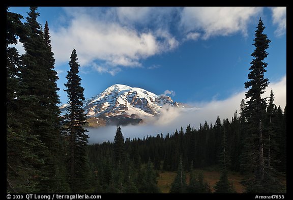 Conifers, clouds, and Mount Rainier. Mount Rainier National Park (color)