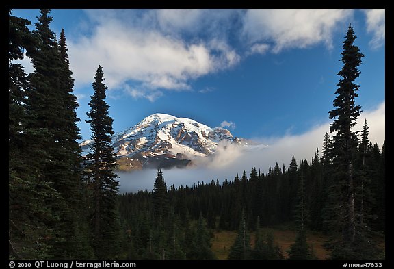 Conifers, clouds, and Mount Rainier. Mount Rainier National Park, Washington, USA.