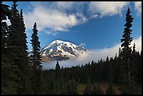 Conifers, clouds, and Mount Rainier. Mount Rainier National Park, Washington, USA. (color)