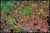 Close-up of multicolored berry leaves. Mount Rainier National Park, Washington, USA. (color)