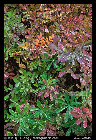 Berry leaves with water droplets. Mount Rainier National Park (color)