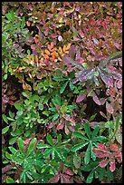 Berry leaves with water droplets. Mount Rainier National Park, Washington, USA. (color)