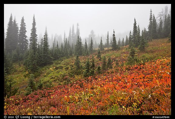 Foggy alpine meadows in autumn. Mount Rainier National Park (color)