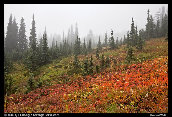 Foggy alpine meadows in autumn. Mount Rainier National Park, Washington, USA.