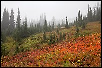 Foggy alpine meadows in autumn. Mount Rainier National Park, Washington, USA. (color)