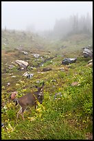 Deer in foggy alpine meadows, Paradise. Mount Rainier National Park, Washington, USA. (color)