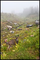 Deer in foggy alpine meadows, Paradise. Mount Rainier National Park ( color)