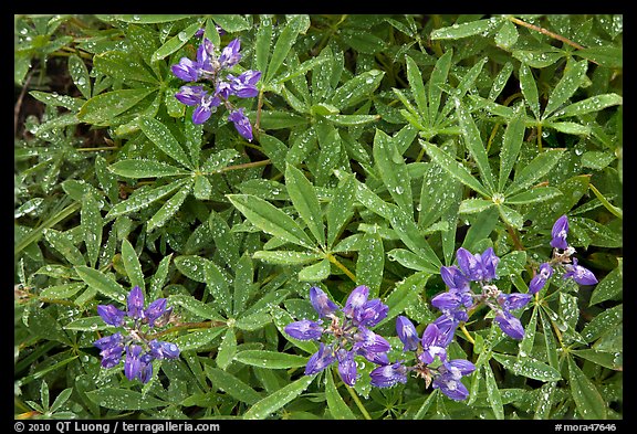 Close-up of lupine with rain droplets. Mount Rainier National Park, Washington, USA.