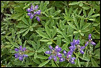 Close-up of lupine with rain droplets. Mount Rainier National Park, Washington, USA.