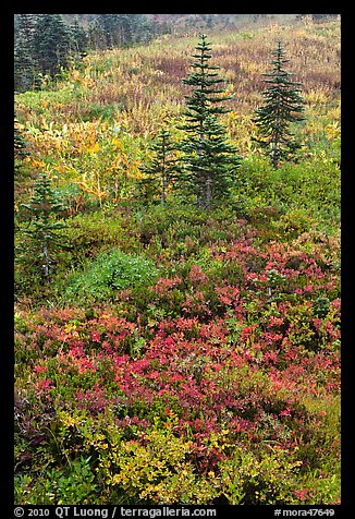 Alpine meadaw with berry plants in autumn color. Mount Rainier National Park (color)