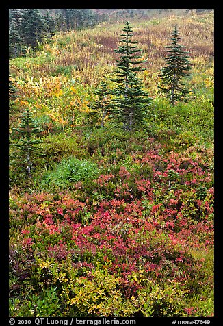 Alpine meadaw with berry plants in autumn color. Mount Rainier National Park, Washington, USA.