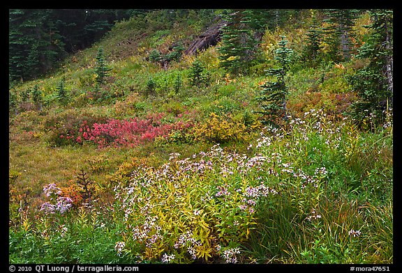 Wildflowers bloom while berry plants turn to autumn color in background. Mount Rainier National Park, Washington, USA.