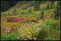 Wildflowers bloom while berry plants turn to autumn color in background. Mount Rainier National Park, Washington, USA.