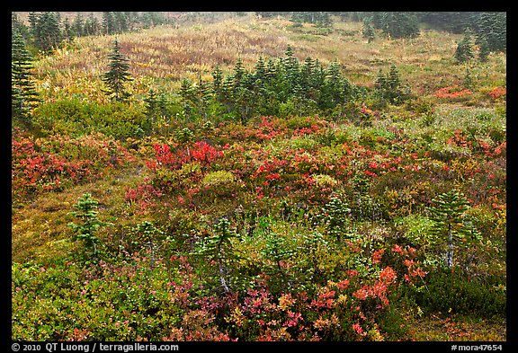 Berry plants and conifers in fall, Paradise Meadows. Mount Rainier National Park, Washington, USA.