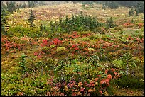 Berry plants and conifers in fall, Paradise Meadows. Mount Rainier National Park, Washington, USA. (color)