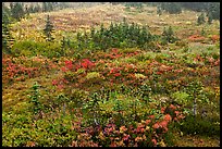 Berry plants and conifers in fall, Paradise Meadows. Mount Rainier National Park, Washington, USA.