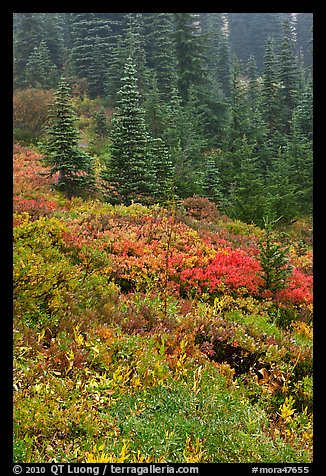 Meadow and forest in autumn. Mount Rainier National Park, Washington, USA.