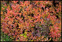 Close-up of berry leaves in autumn color. Mount Rainier National Park, Washington, USA. (color)