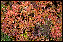 Close-up of berry leaves in autumn color. Mount Rainier National Park ( color)