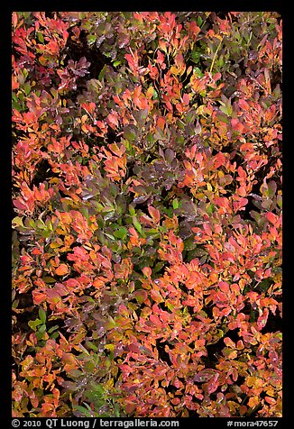 Close-up of berry leaves in fall color. Mount Rainier National Park, Washington, USA.