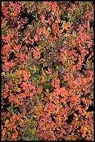 Close-up of berry leaves in fall color. Mount Rainier National Park, Washington, USA.