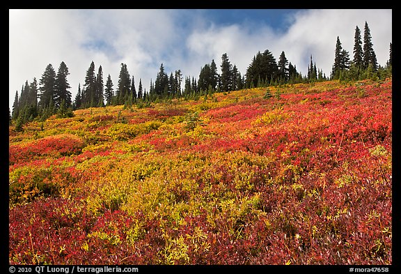 Brighly colored meadow and tree line in autumn. Mount Rainier National Park, Washington, USA.