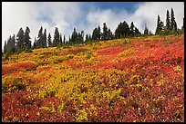 Brighly colored meadow and tree line in autumn. Mount Rainier National Park, Washington, USA.