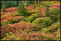 Alpine garden in the fall. Mount Rainier National Park, Washington, USA. (color)