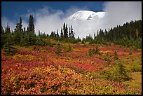 Mount Rainier emerging above clouds and meadows in autumn. Mount Rainier National Park, Washington, USA. (color)