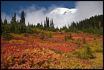 Mount Rainier emerging above clouds and meadows in autumn. Mount Rainier National Park, Washington, USA.