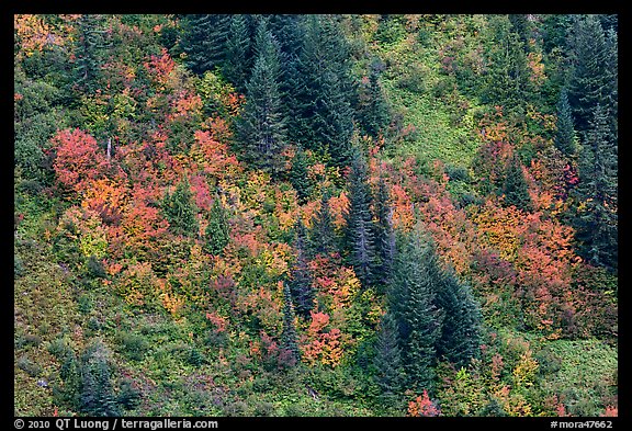 Slope with conifers and vine maples in autumn. Mount Rainier National Park, Washington, USA.