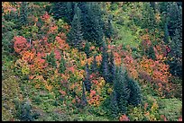 Slope with conifers and vine maples in autumn. Mount Rainier National Park, Washington, USA. (color)