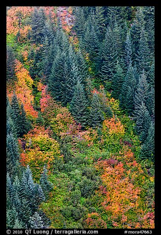 Slope with conifers and shrubs in fall color. Mount Rainier National Park, Washington, USA.