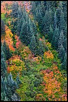 Slope with conifers and shrubs in fall color. Mount Rainier National Park, Washington, USA.