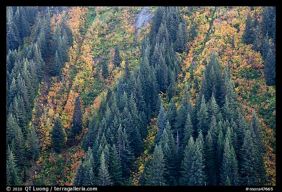 Vine maples color slopes in Stevens Canyon. Mount Rainier National Park (color)