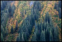 Vine maples color slopes in Stevens Canyon. Mount Rainier National Park, Washington, USA.