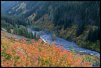 Stevens Canyon in autumn. Mount Rainier National Park, Washington, USA.