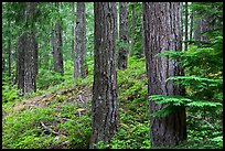 Conifer forest near Ohanapecosh. Mount Rainier National Park, Washington, USA.