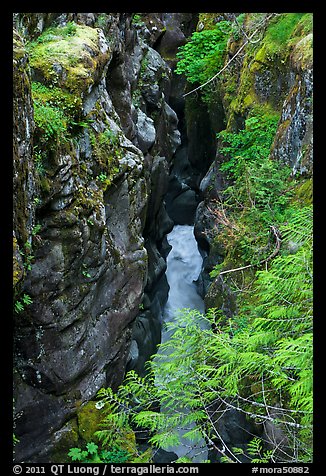 Box Canyon. Mount Rainier National Park (color)