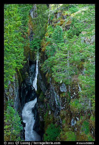 Deep narrow box canyon with vertical walls. Mount Rainier National Park, Washington, USA.