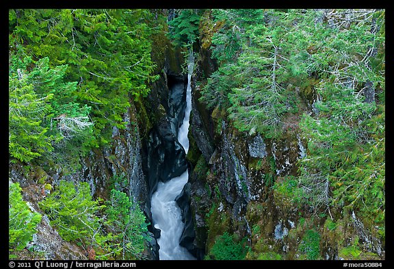 Mossy green basalt canyon. Mount Rainier National Park, Washington, USA.