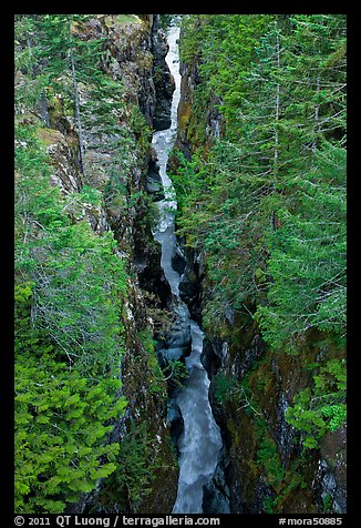 Canyon of the Muddy Fork of Cowlitz River. Mount Rainier National Park, Washington, USA.