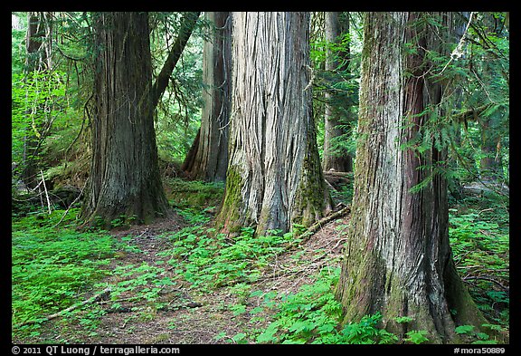 Patriarch Grove. Mount Rainier National Park (color)