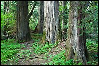 Patriarch Grove. Mount Rainier National Park, Washington, USA. (color)