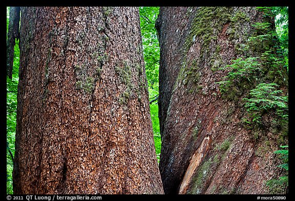 Twin trunks of 1000 year old douglas firs. Mount Rainier National Park, Washington, USA.