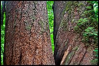 Twin trunks of 1000 year old douglas firs. Mount Rainier National Park ( color)